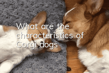 What are the characteristics of Corgi dogs?