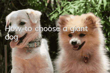 How to choose a giant dog