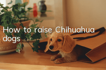 How to raise Chihuahua dogs