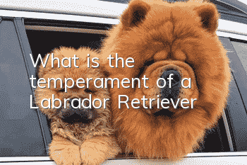 What is the temperament of a Labrador Retriever?
