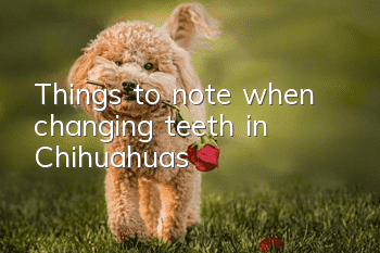 Things to note when changing teeth in Chihuahuas