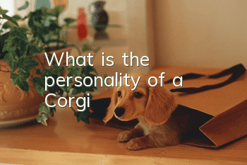 What is the personality of a Corgi?