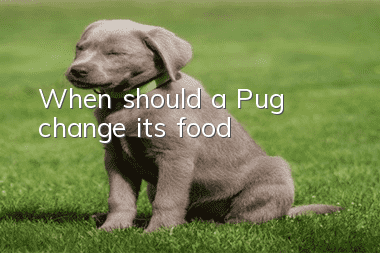When should a Pug change its food?