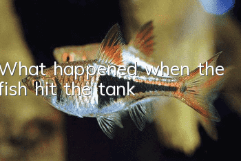 What happened when the fish hit the tank?