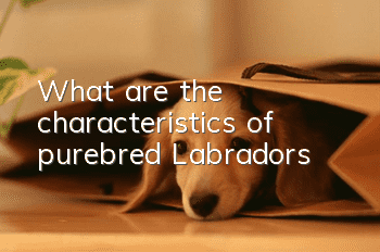 What are the characteristics of purebred Labradors?