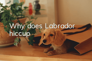 Why does Labrador hiccup?