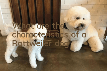 What are the characteristics of a Rottweiler dog?