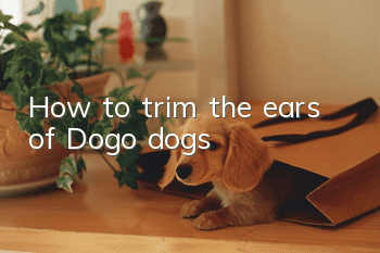 How to trim the ears of Dogo dogs