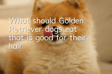 What should Golden Retriever dogs eat that is good for their hair?