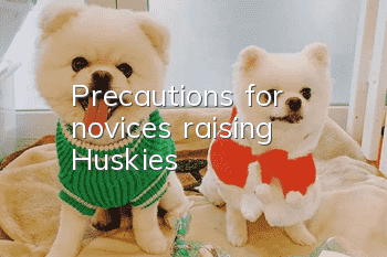 Precautions for novices raising Huskies