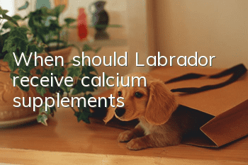 When should Labrador receive calcium supplements?