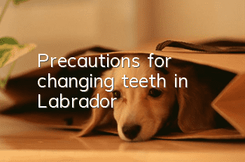 Precautions for changing teeth in Labrador