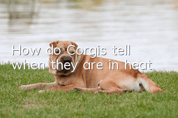 How do Corgis tell when they are in heat?