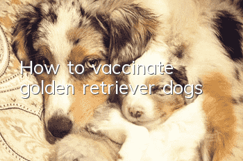 How to vaccinate golden retriever dogs