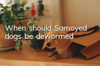 When should Samoyed dogs be dewormed?