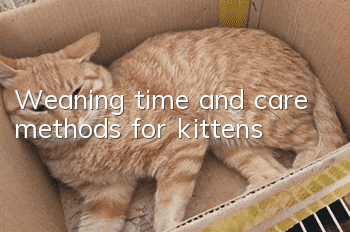 Weaning time and care methods for kittens