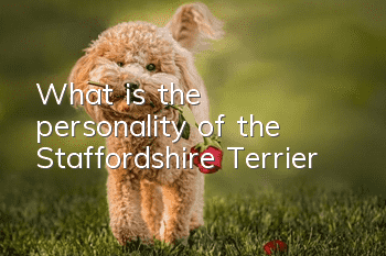 What is the personality of the Staffordshire Terrier?
