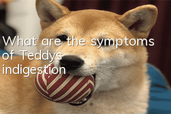 What are the symptoms of Teddy’s indigestion?