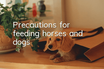 Precautions for feeding horses and dogs