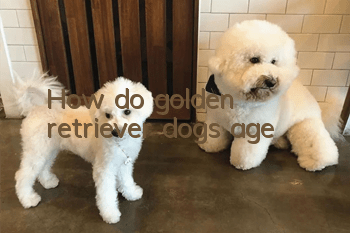 How do golden retriever dogs age?