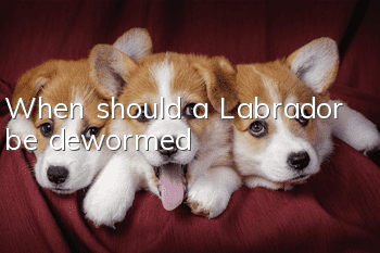 When should a Labrador be dewormed?