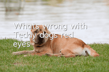 What's wrong with Teddy dog's red eyes?