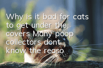 Why is it bad for cats to get under the covers? Many poop collectors don’t know the reason!