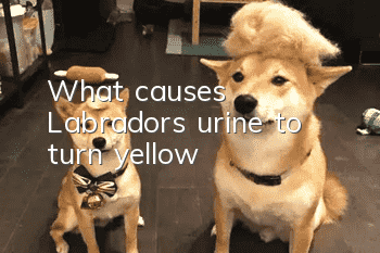 What causes Labrador’s urine to turn yellow?