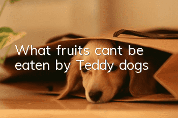 What fruits can’t be eaten by Teddy dogs?