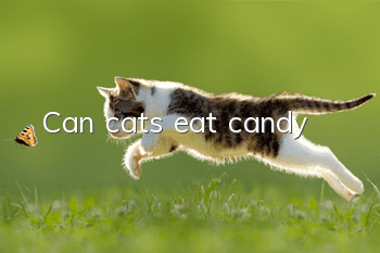 Can cats eat candy?