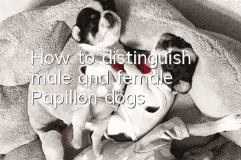 How to distinguish male and female Papillon dogs