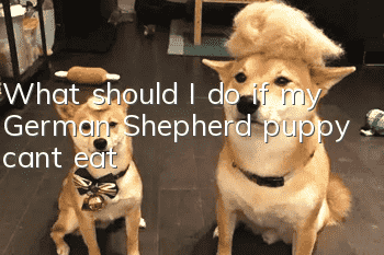 What should I do if my German Shepherd puppy can’t eat?