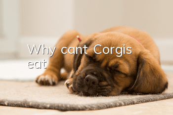 Why can’t Corgis eat?