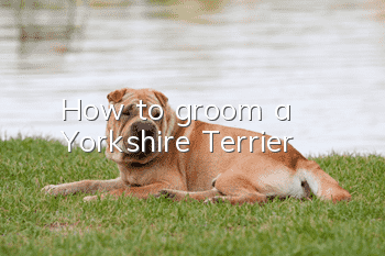 How to groom a Yorkshire Terrier