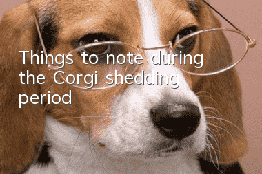 Things to note during the Corgi shedding period