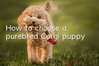 How to choose a purebred Corgi puppy