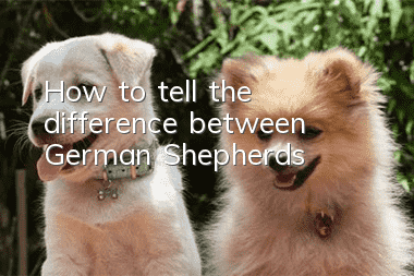 How to tell the difference between German Shepherds