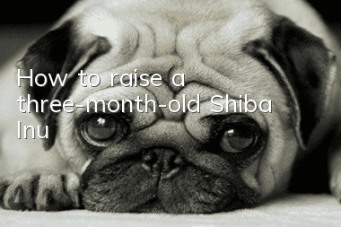 How to raise a three-month-old Shiba Inu