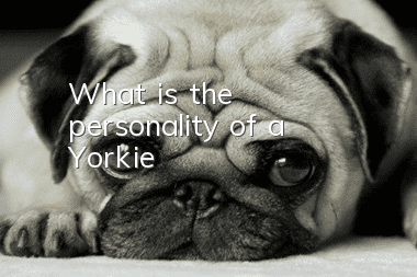 What is the personality of a Yorkie?