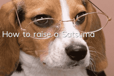 How to raise a Satsuma