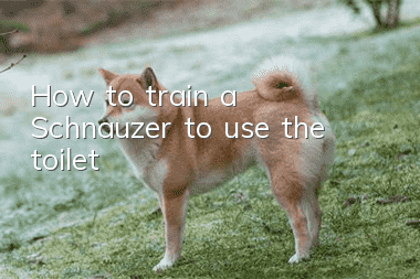 How to train a Schnauzer to use the toilet