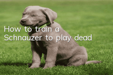 How to train a Schnauzer to play dead