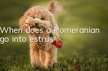 When does a Pomeranian go into estrus?