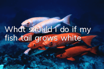 What should I do if my fish tail grows white?