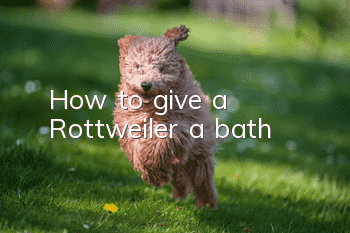 How to give a Rottweiler a bath
