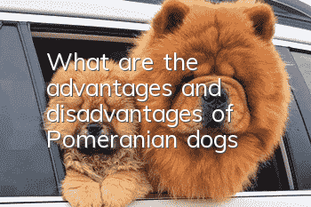 What are the advantages and disadvantages of Pomeranian dogs?