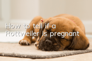 How to tell if a Rottweiler is pregnant
