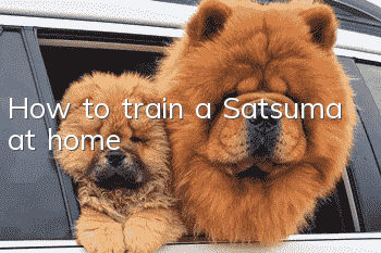 How to train a Satsuma at home