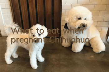 What to eat when pregnant Chihuahua