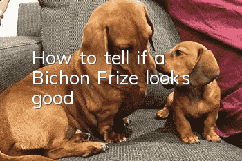 How to tell if a Bichon Frize looks good?